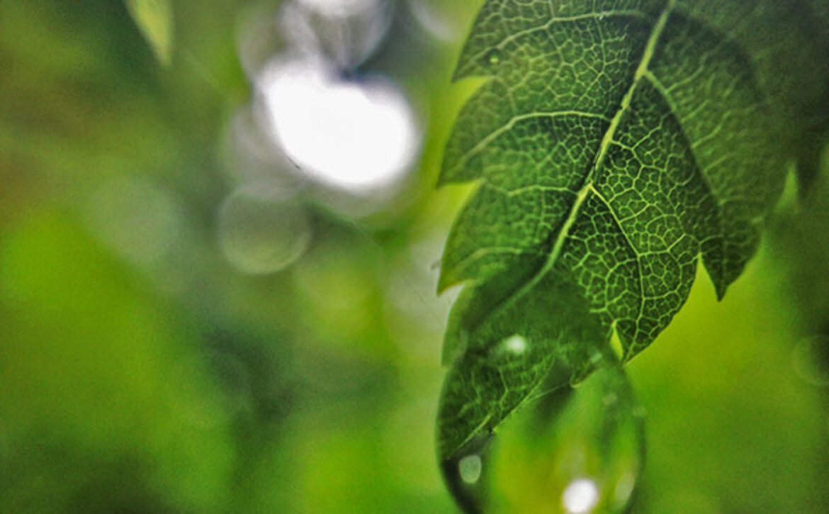Leaf-drop-optimized