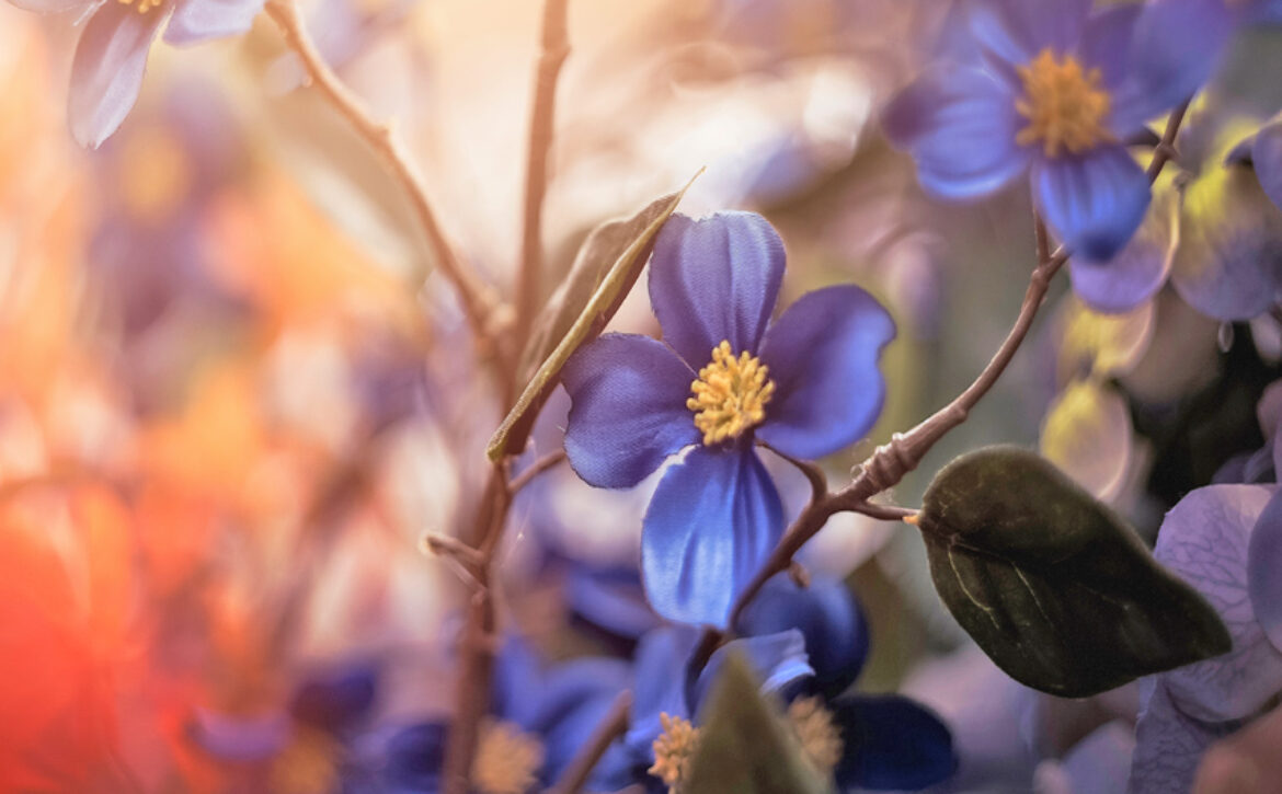 flowers-850