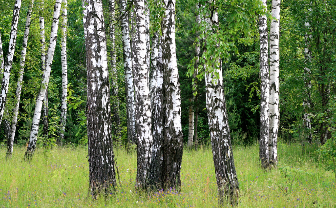 Birch trees