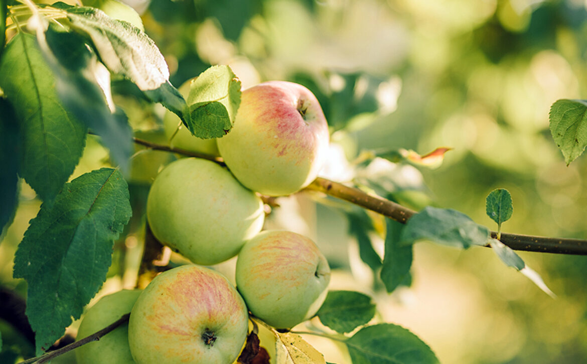 Fresh delicious apples