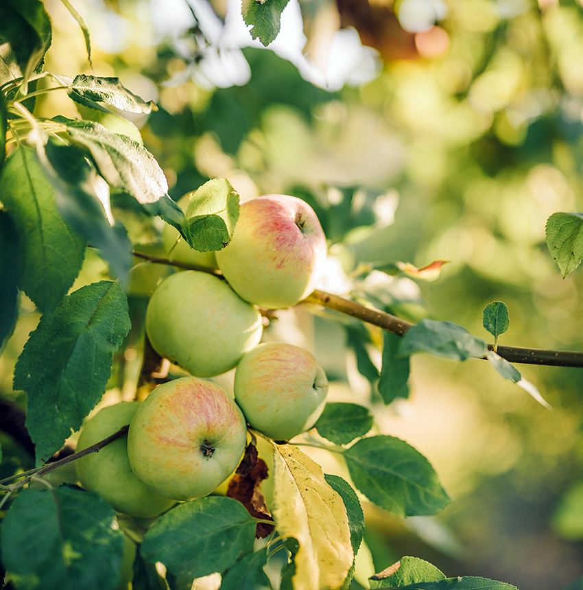 Garden Club of Cleveland