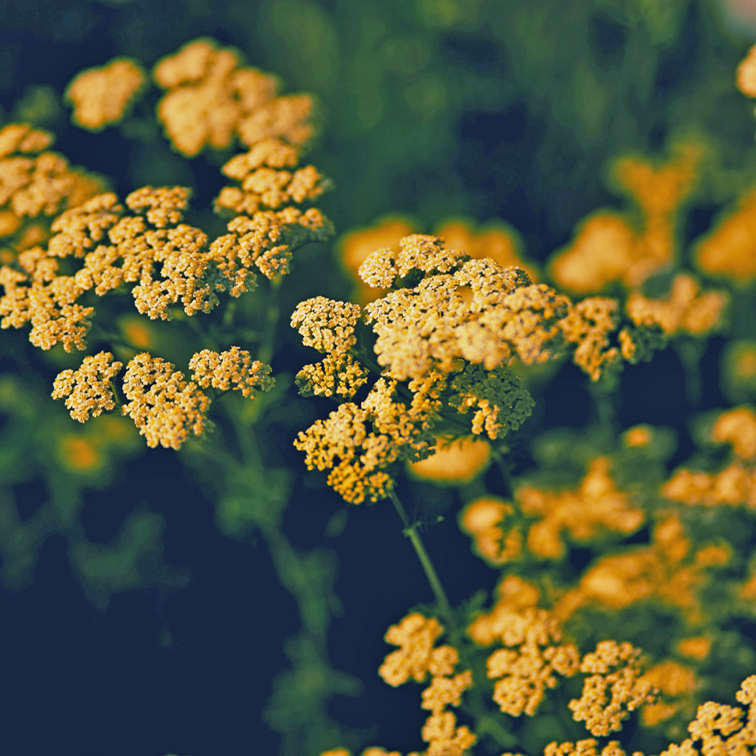 Princeton Garden Club