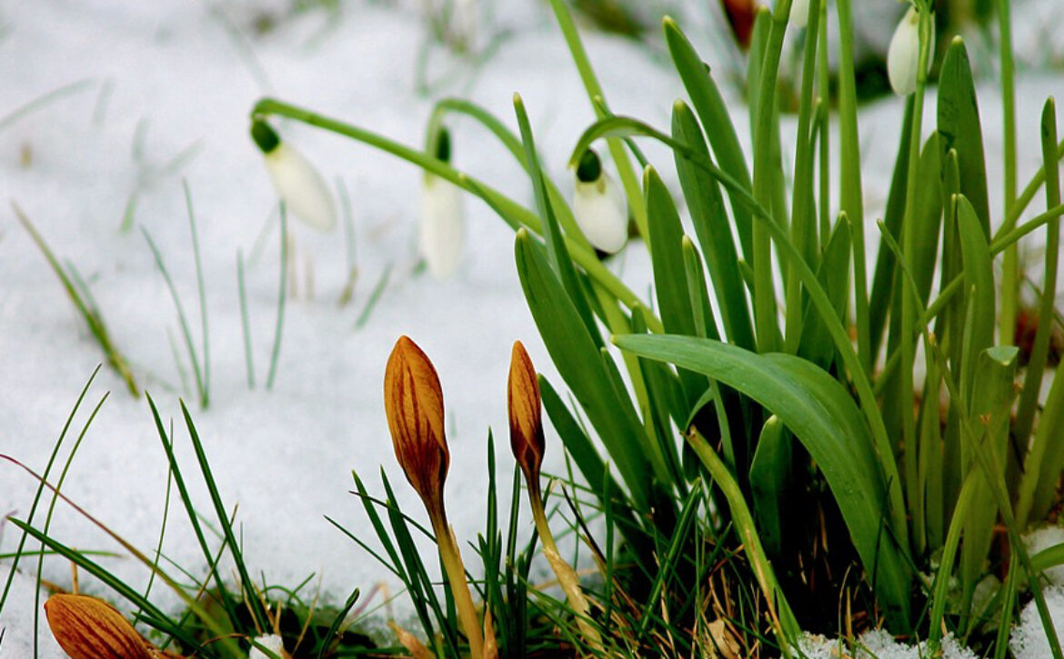 Snowdrop in snow 850