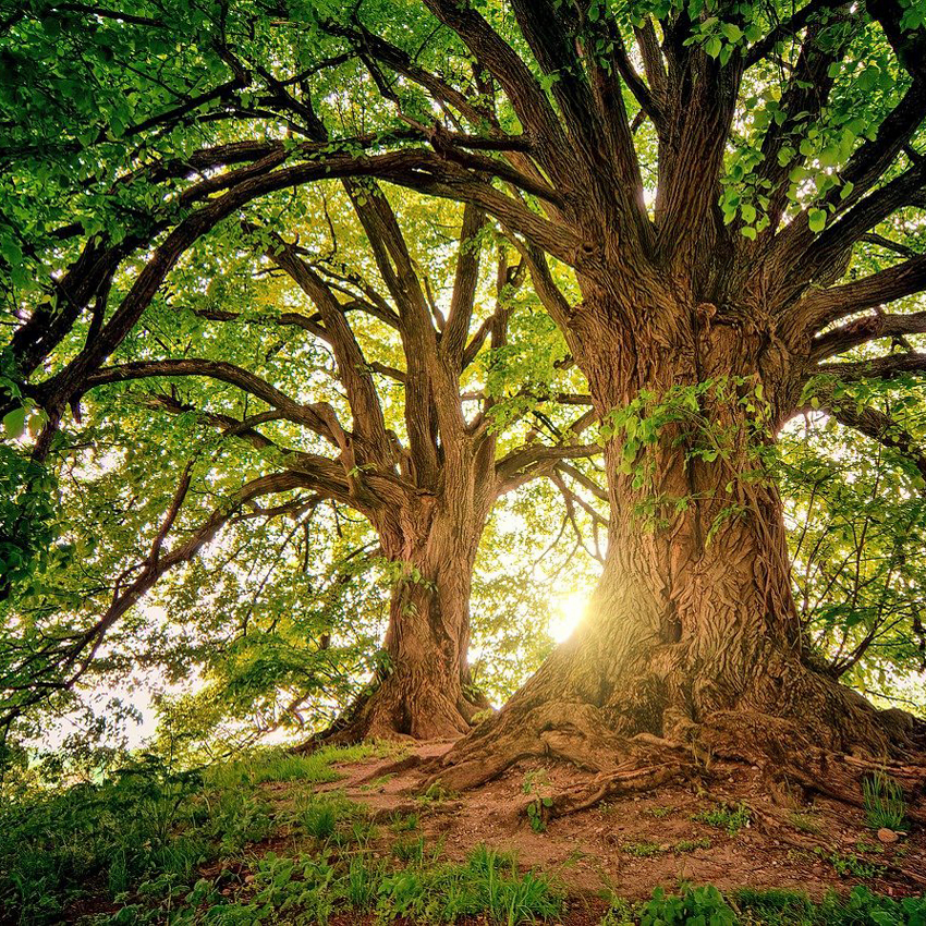 Master Gardeners of Cuyahoga County