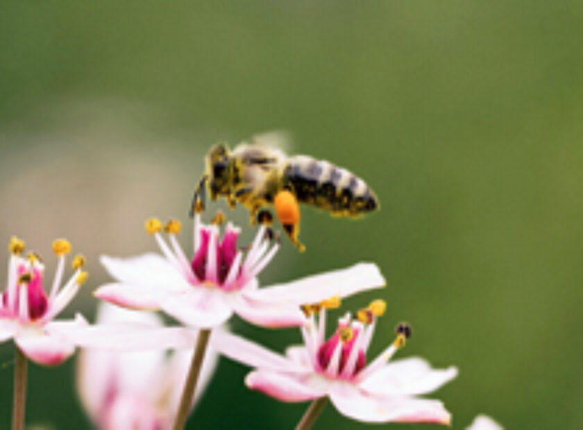 Bee250