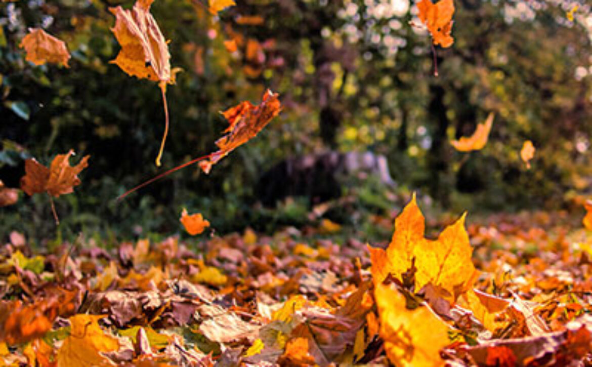 falling-leaves-850×850-optimized