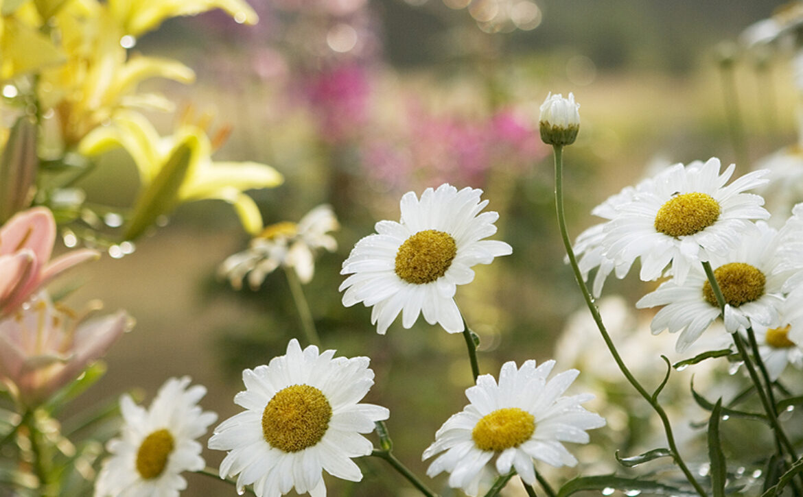 Flowers Blooming On Field