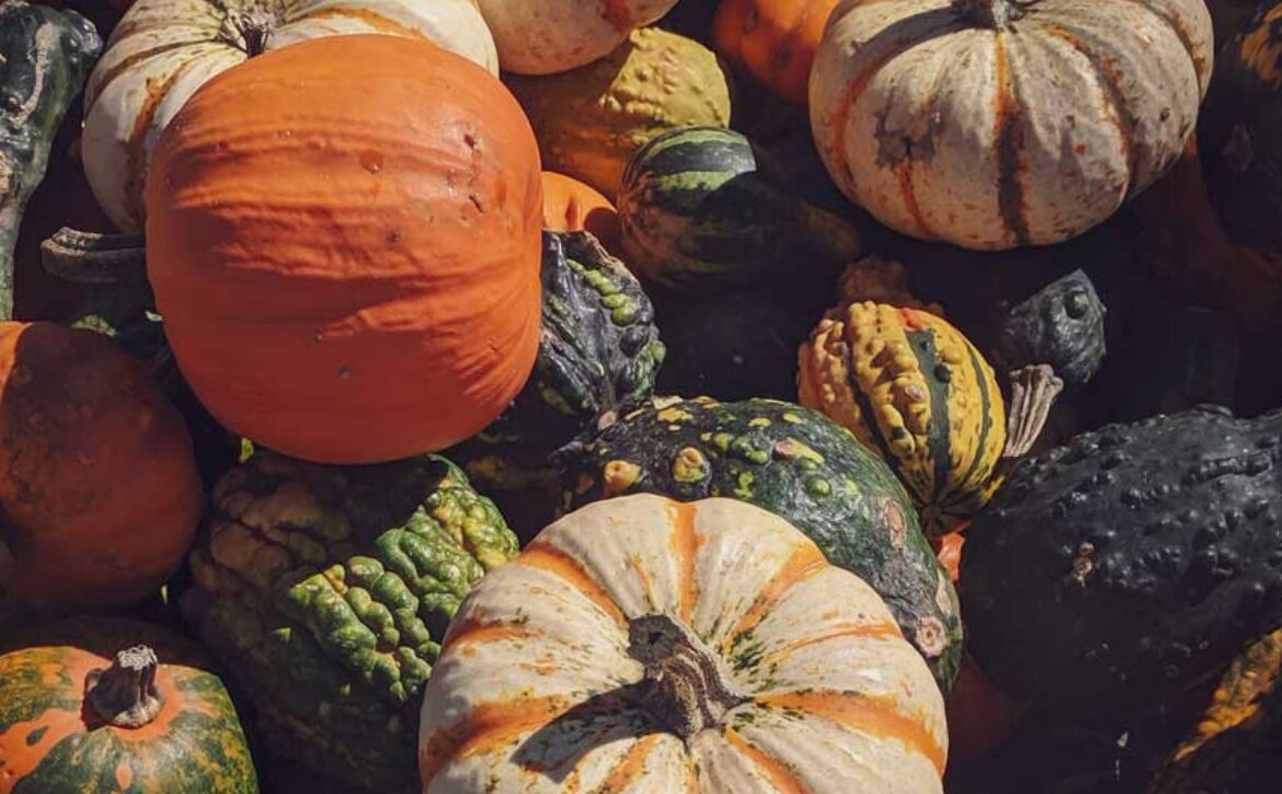 Pumpkins-Thumb-optimized