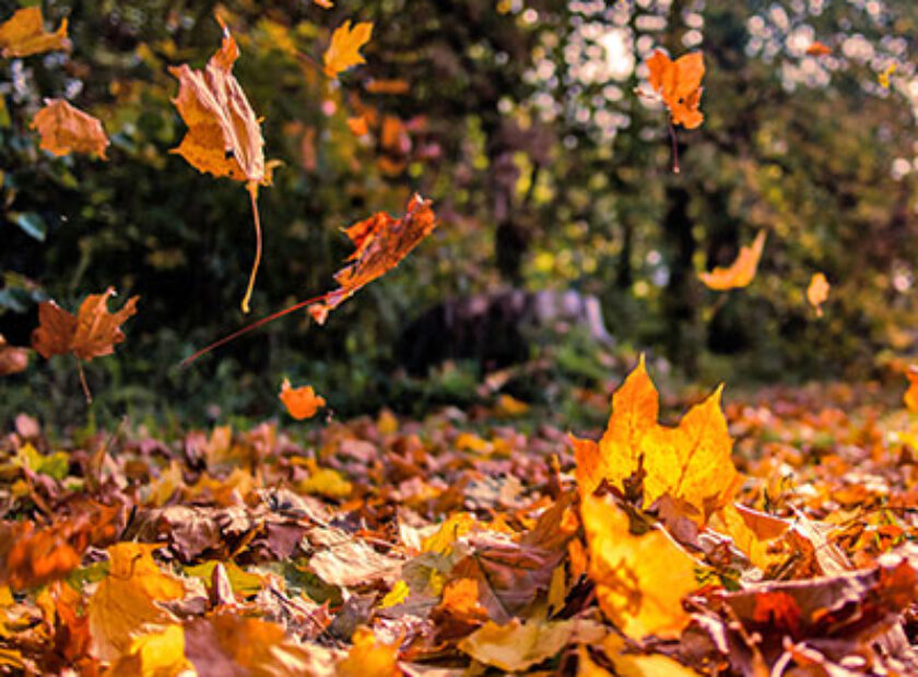 falling-leaves-850×850-optimized