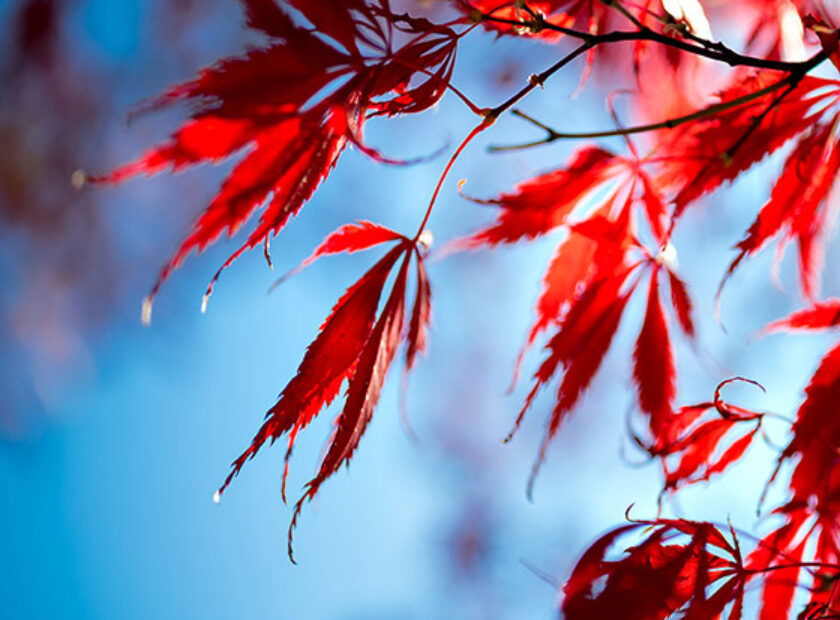 Autumn-Thumbnail-850×850-optimized