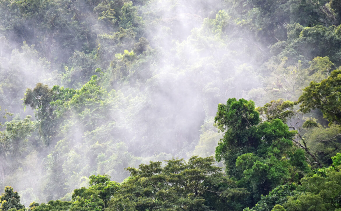 WebRainforest – 850