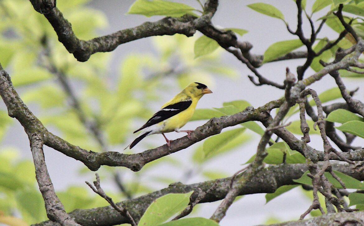 bird-in-tree-2021-12-22-03-55-35-utc