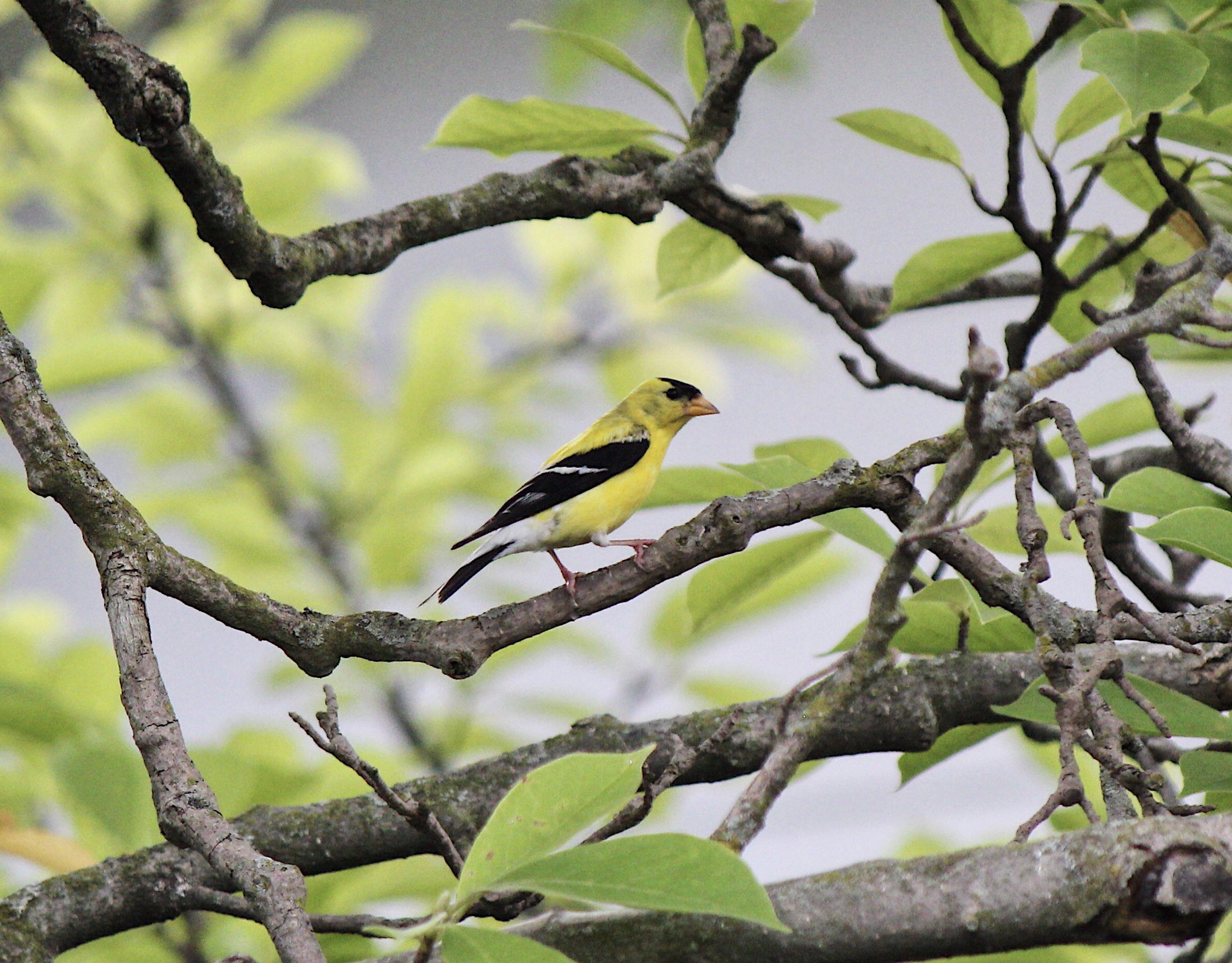 Garden City, New York