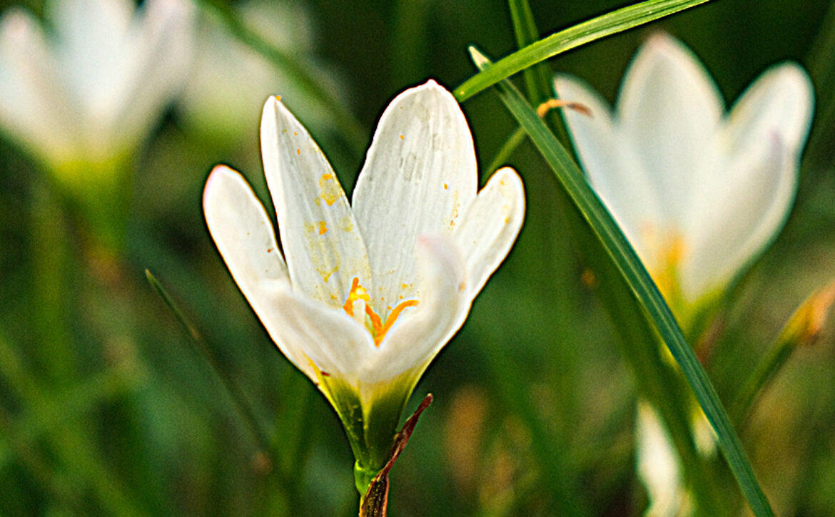 Close-up Of white Flowers In The Garden