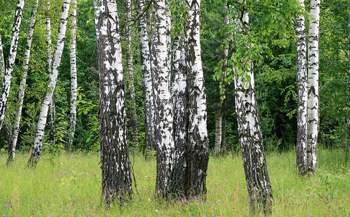 Birch trees