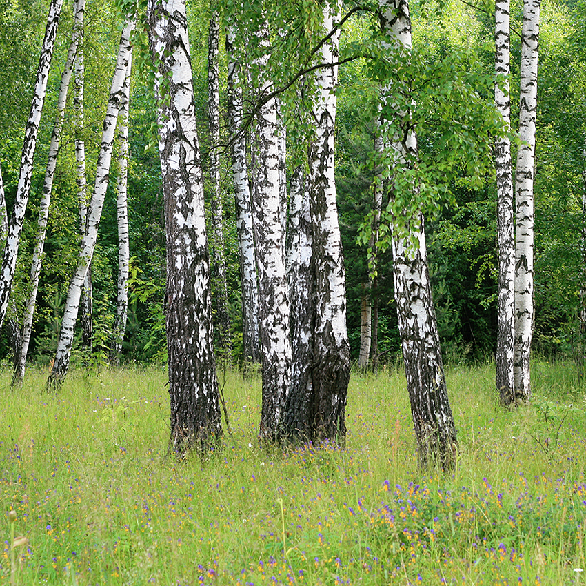 Alliance for NJ Environmental Education
