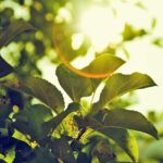 Sustainable Stillwater’s Valley Action Week