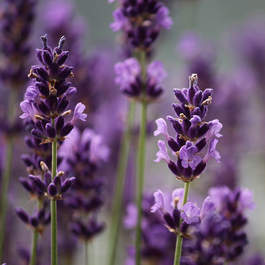 Greenwich, CT Primer Presentation