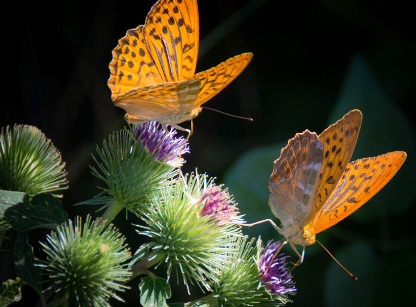Butterflys 850