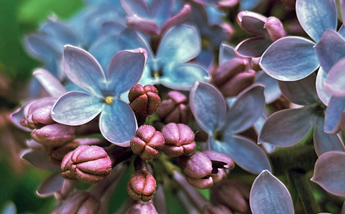 Buds 850