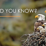 Birds are Endangered