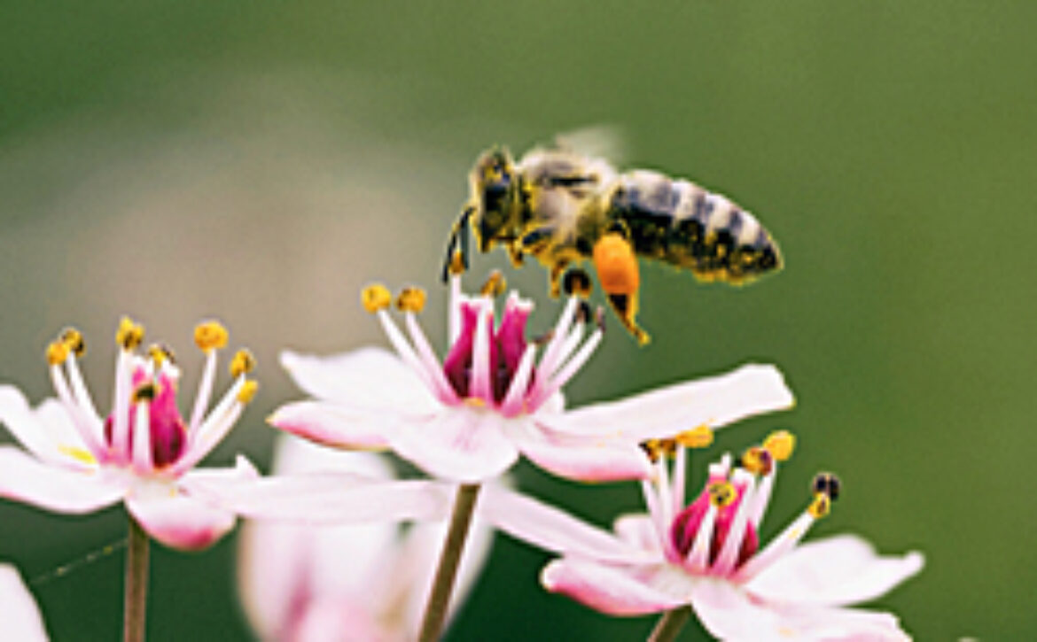 Bee 250 Better