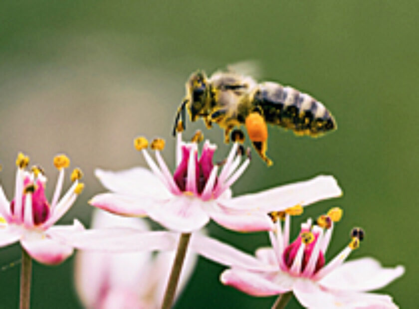 Bee 250 Better