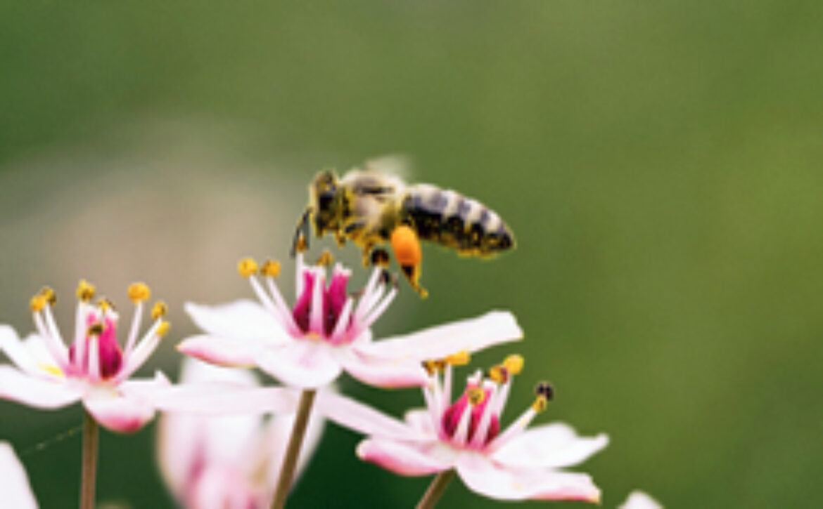 Bee250