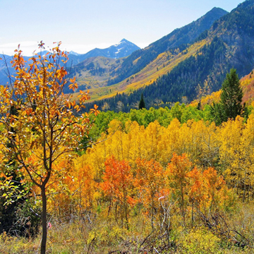 Little Garden Club of Memphis