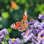 The Women’s Club: Garden Club of America 4-Club Meeting